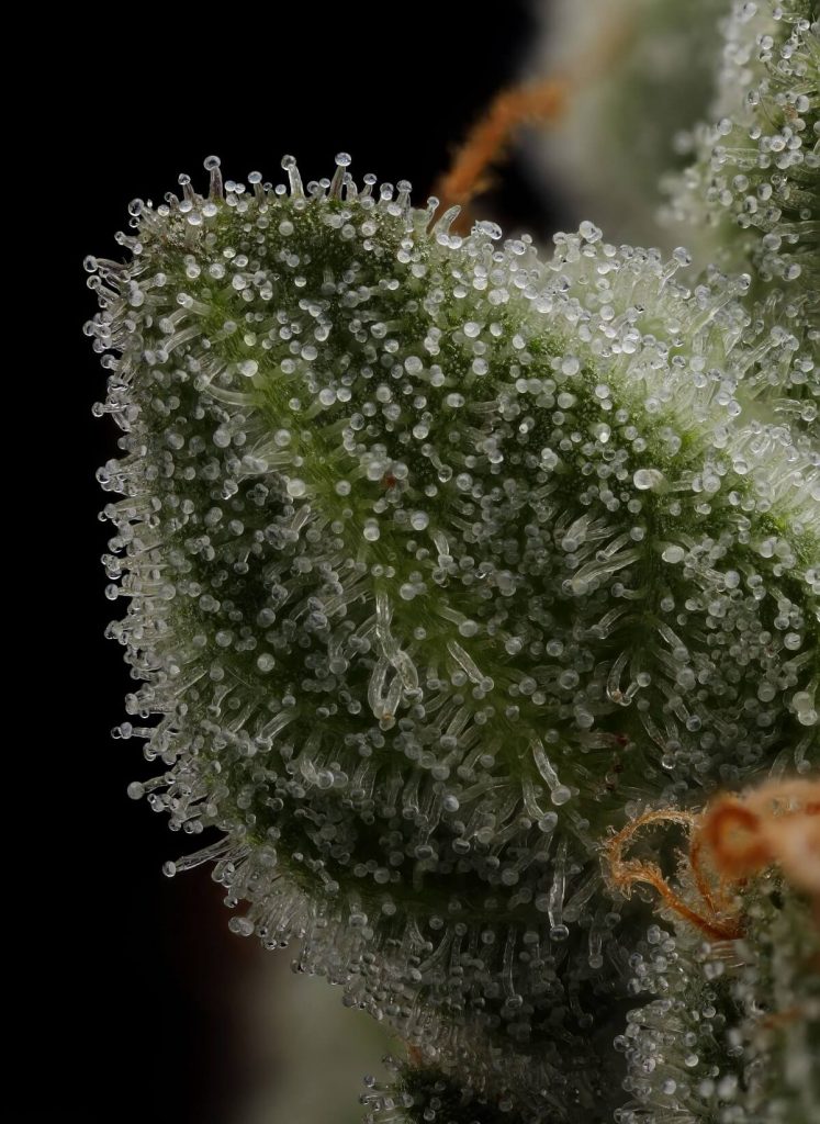 cannabis flower close up
